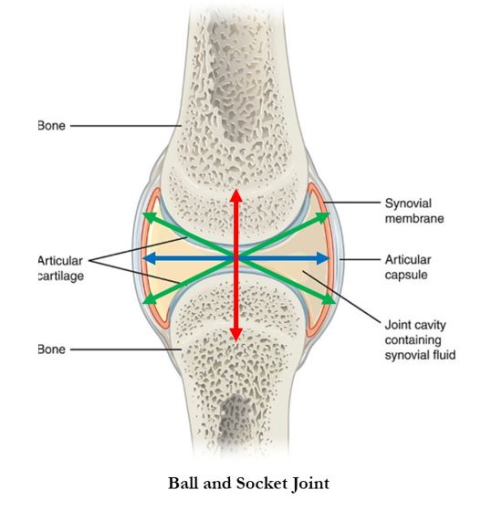 biomechanics