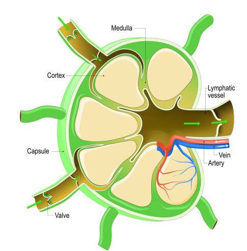 Lymph